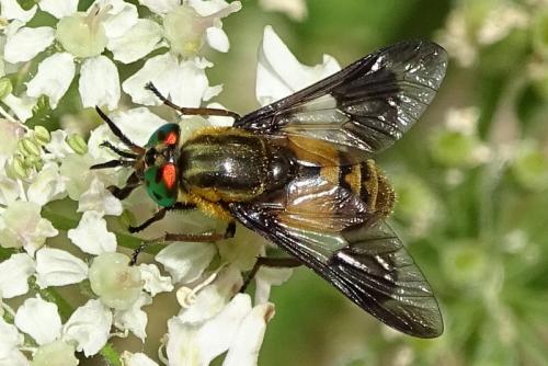 Chrysops viduatus